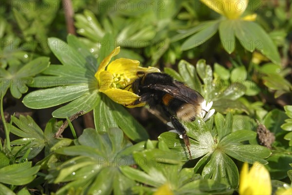 Winter aconite with bumblebee, February, Germany, Europe