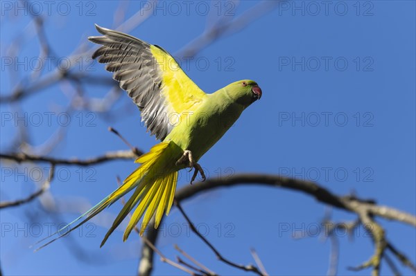 Rose-ringed parakeet (Psittacula krameri) in flight, wildlife, Germany, Europe