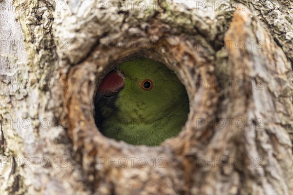 Rose-ringed parakeet (Psittacula krameri) looking out of its breeding den, wildlife, Germany, Europe