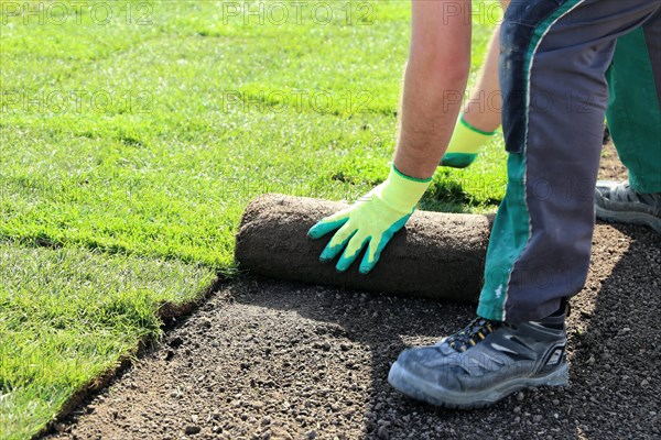 Gardener lays sod