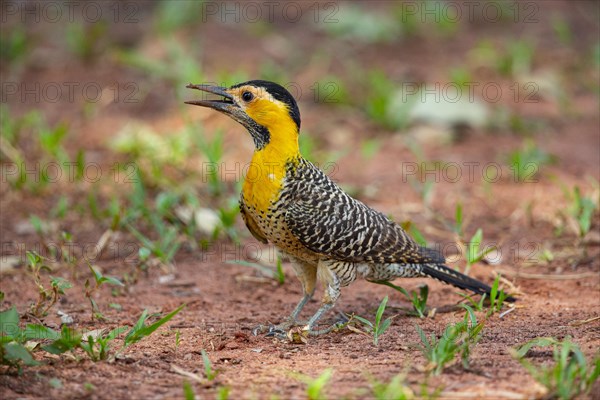 Pileated campo flicker (Colaptes campestris) Pantanal Brazil