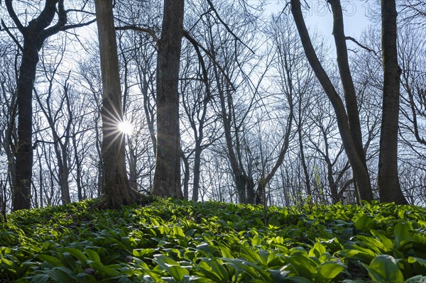 Deciduous forest in spring, leaves of ramson (Allium ursinum), backlit with sun star, Hainich National Park, Thuringia, Germany, Europe