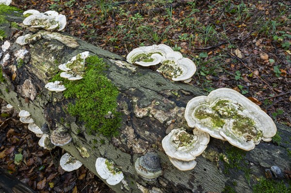 Hairy bracket (Trametes hirsuta), fruiting body on dead wood, trunk of a copper beech (Fagus sylvatica), Hainich National Park, Thuringia, Germany, Europe