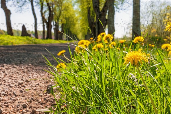 Close up at flowering dandelions (Taraxacum officinale) in a tree Lined gravel road with lush green trees in the summer