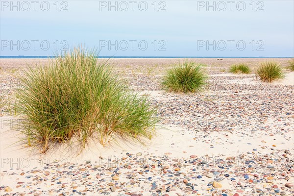 Tuft of grass on sandy beach with the sea in the horizon, Skagen, Denmark, Europe