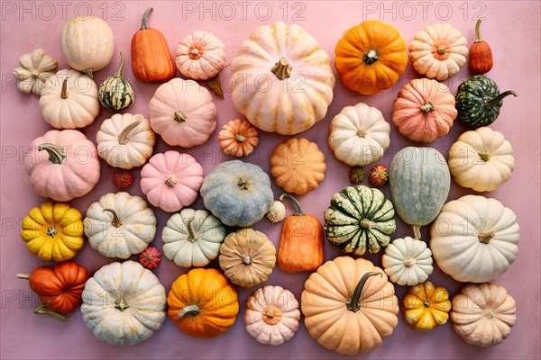 Top view of many different colorful pumpkins and squashes on pink background. KI generiert, generiert AI generated