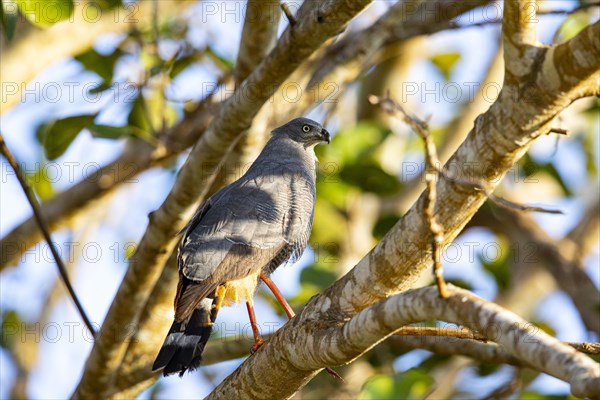 Stilt Buzzard (Geranospiza caerulescens) Pantanal Brazil