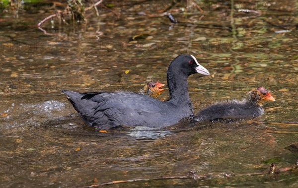 Common coot (Fulica atra) with chicks in the lake