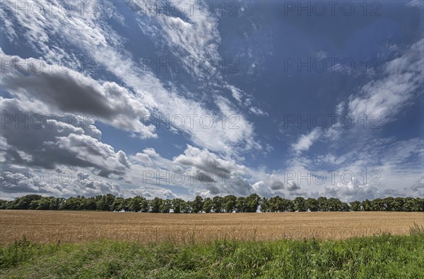 Avenue of large-leaved lindens (Tilia platyphyllos) Cornfield and cloudy sky, Rehna, Mecklenburg-Vorpommern, Germany, Europe