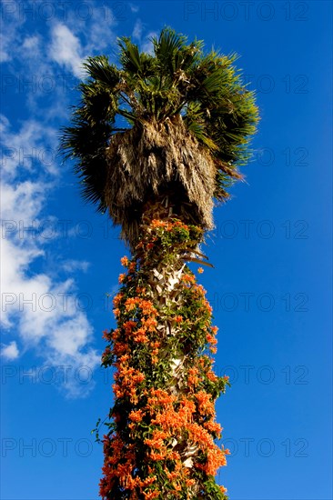 Flamevine or orange trumpet vine (Pyrostegia venusta) Feuer auf dem Dach, Feuerranke, La Palma, Canary Islands, Spain, Europe
