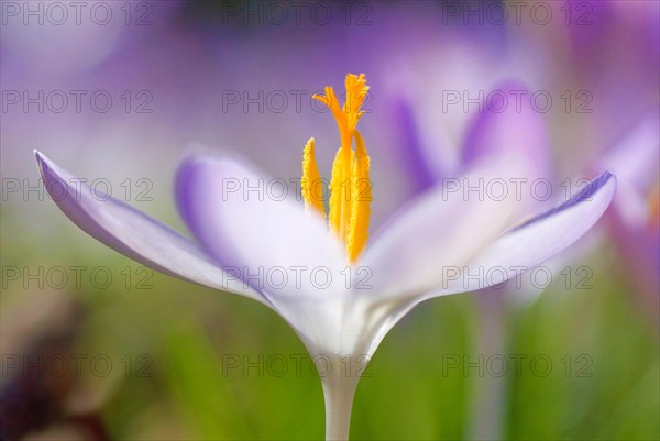 Spring crocus (Crocus Vernus) Munich, Bavaria, Germany, Europe