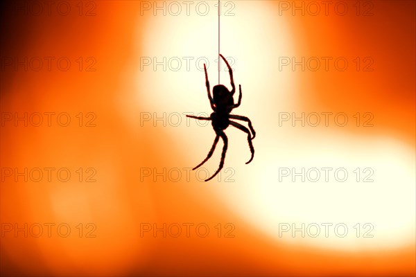 Garden spider (araneus diadematus) in back light of a street lamp