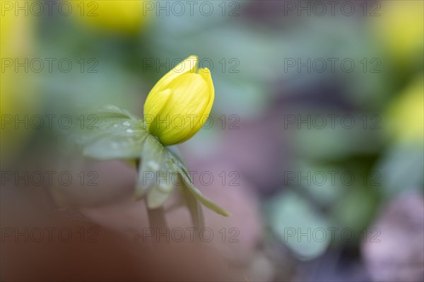 Flowering winter aconite (Eranthis hyemalis), Weinviertel, Lower Austria