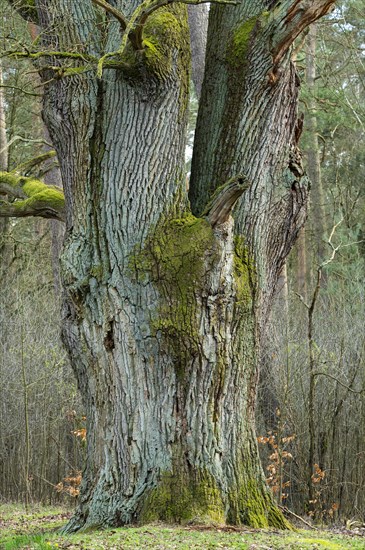 English oak (Quercus robur), trunk, Barnbruch Forest nature reserve, Lower Saxony, Germany, Europe