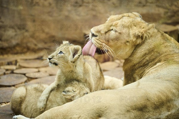 Asiatic lion (Panthera leo persica) mother with her cub on a rock, captive