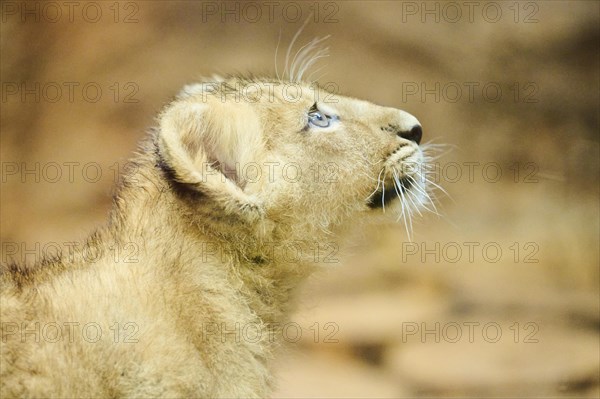Asiatic lion (Panthera leo persica) cub, portrait, captive