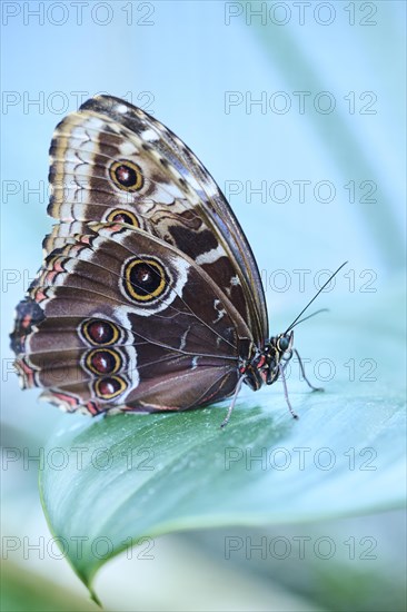 Peleides blue morpho butterfly (Morpho peleides) sitting on a leaf, Germany, Europe