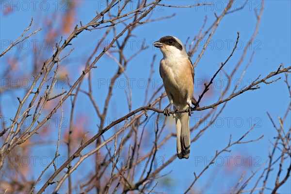 Lesser grey shrike (Lanius minor), Dobruja, Bulgaria, Europe