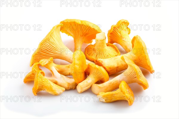 Bunch of chanterelle mushrooms isolated on white background. side view, close up