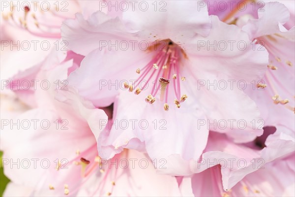 Rhododendron (azalea) flowers of various colors in the spring garden. Closeup. Blurred background