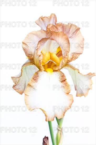 Beautiful multicolored iris flower isolated in white. Close up