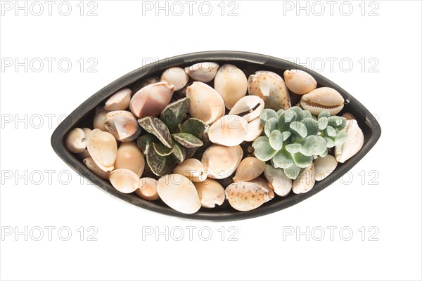 Small succulents in a ceramic pot on a white background