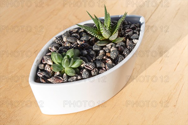 Small succulents in a ceramic pot on a wooden background