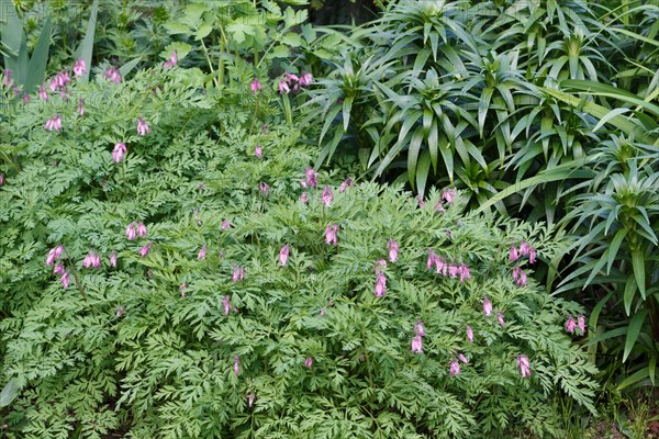 Blooming purple dicentra with ornamental leaves in the garden