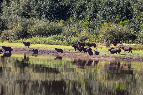 Capybara (Hydrochaeris hydrochaeris) Pantanal Brazil