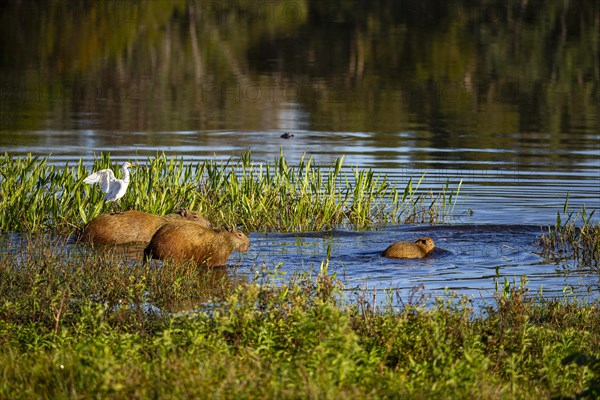 Capybara (Hydrochaeris hydrochaeris) Cattle egret (Bubulcus ibis) Pantanal Brazil