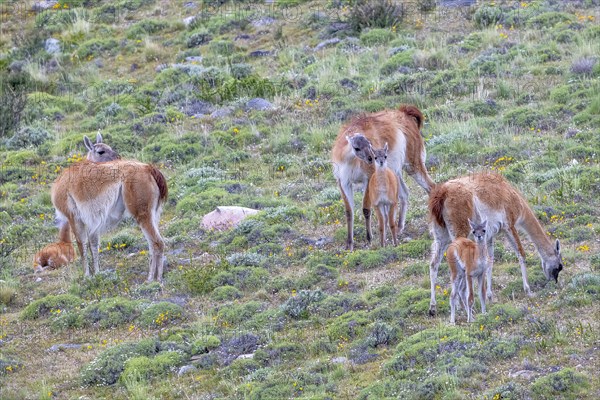 Guanaco (Llama guanicoe), Huanaco, group with young animals, Torres del Paine National Park, Patagonia, end of the world, Chile, South America