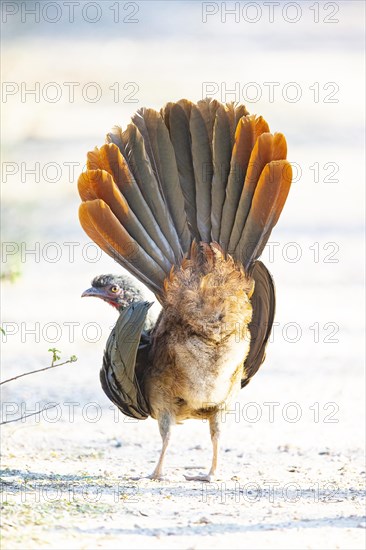 Chaco chachalaca (Ortalis canicollis) Pantanal Brazil