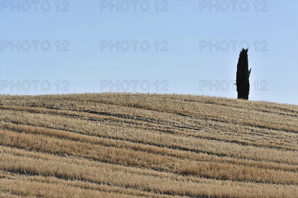 Harvested wheat field, landscape north of Sorano, Tuscany, Italy, Europe