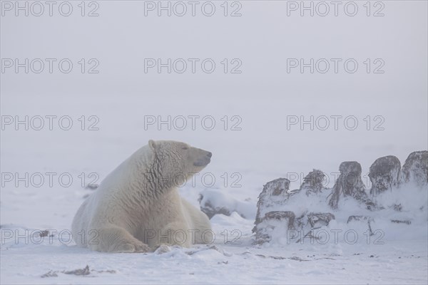 Polar bear (Ursus maritimus), lying on whalebone, Kaktovik, Arctic National Wildlife Refuge, Alaska, USA, North America