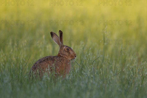 Brown hare (Lepus europaeus) adult animal feeding in a farmland oat crop field, Suffolk, England, United Kingdom, Europe