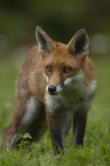 Red fox (Vulpes vulpes) juvenile cub standing in grassland, England, United Kingdom, Europe