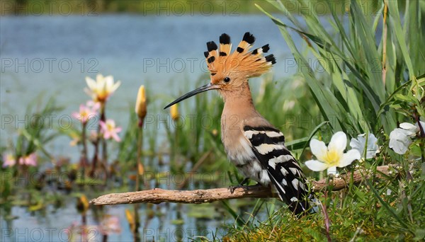 KI generated, animal, animals, bird, birds, biotope, habitat, a, individual, water, reeds, water lilies, blue sky, foraging, wildlife, hoopoe (Upupa epops), treehoppers, summer, flowers