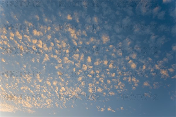 View of the blue sky with small, fluffy, orange illuminated clouds at dusk, Cirrocumulus, high fleecy clouds, Ilsede, Lower Saxony, Germany, Europe