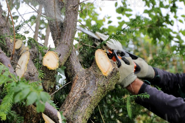 Tree felling, tree felling work. Close-up of a worker with a chainsaw