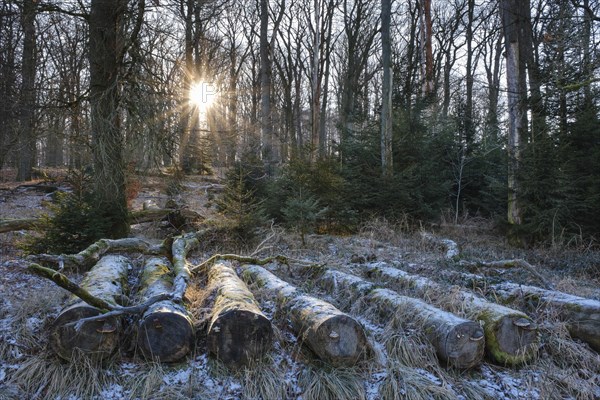 Sun star over the forest with hoarfrost, felled tree trunks, Arnsberg Forest nature park Park, Sauerland, North Rhine-Westphalia, Germany, Europe