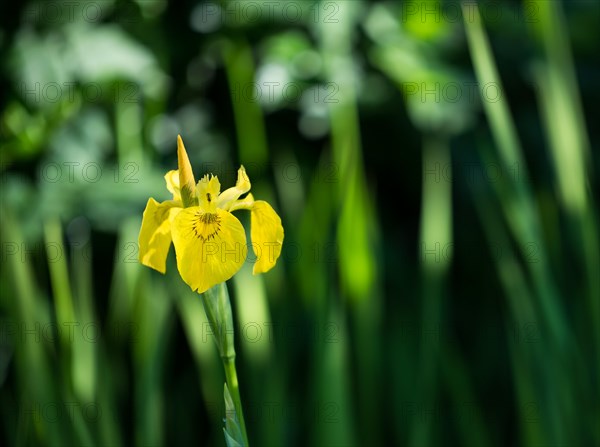 A bright yellow flower against a blurred green background Iris pseudacorus