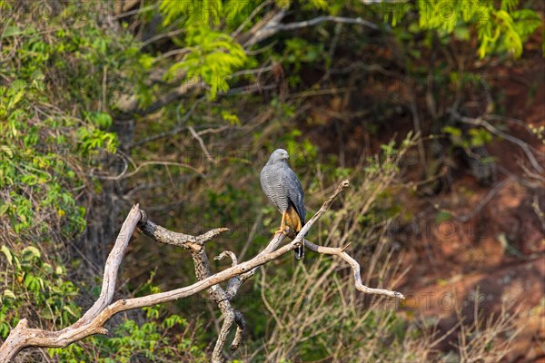 Stilt Buzzard (Geranospiza caerulescens) Pantanal Brazil