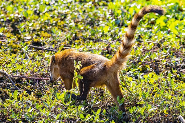 South American coati (nasua nasua) Pantanal Brazil