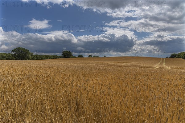 Mature barleys (Hordeum vulgare), cloudy sky, Vitense, Mecklenburg-Vorpommern, Germany, Europe