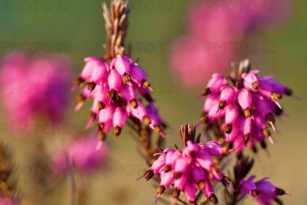 Winter Heath or Alpine Heath (Erica Carnea) in the alps near Lenggries, Bavaria, Germany, Europe