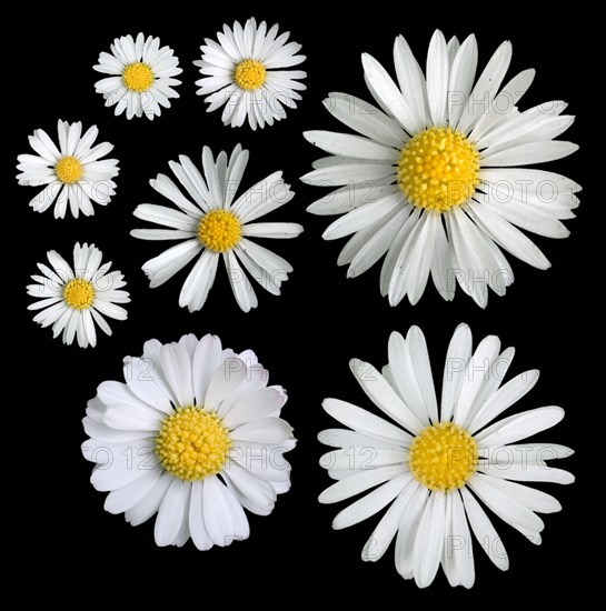 Flower heads of daisies (bellis perennis)