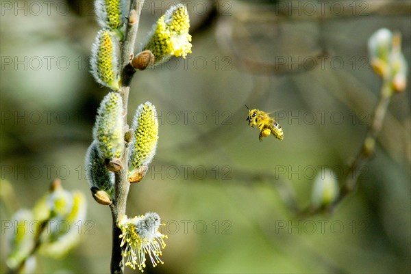 Honey Bee (Apis mellifera) flying next to a catkin of a Willow (Salix Salicaceae)