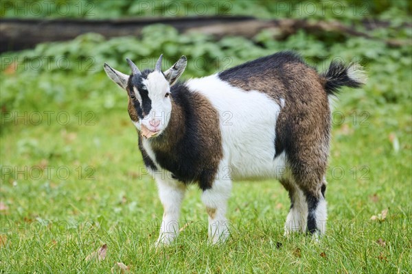 Domestic goat (Capra hircus) standing on a meadow, Bavaria, Germany, Europe