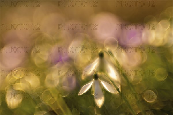 Snowdrops photographed against the light with a soft line