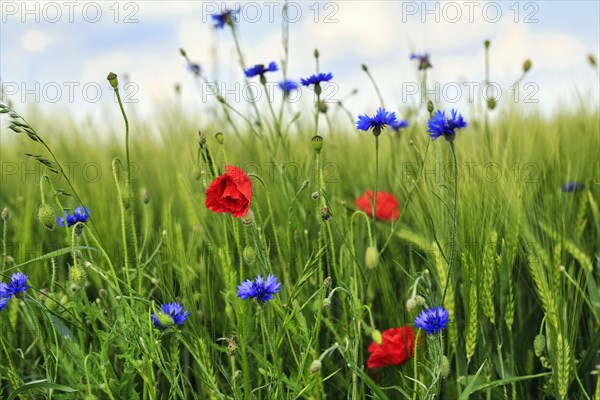 Red poppy flowers (Papaver rhoeas), green barleys (Hordeum vulgare), cornflowers (Centaurea cyanus), field flowers, wildflowers in barley field, symbolic photo, organic farming, organic cultivation, Weserbergland, Polle, Lower Saxony, Germany, Europe